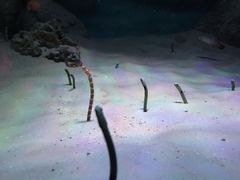 -暹罗海洋世界