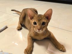 -纳吉亚猫专科动物医院博雅分院