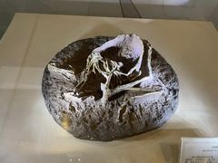 -辽宁古生物博物馆
