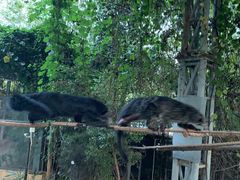 -清迈夜间动物园