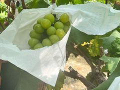 -马陆小张葡萄园农家乐