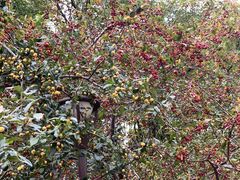 -元大都城垣遗址公园