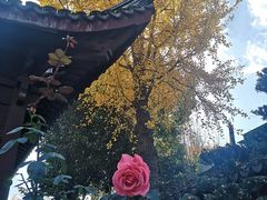 -秋霞圃