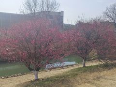-羊山湖公园