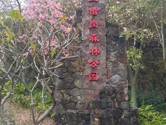 -王借岗森林公园