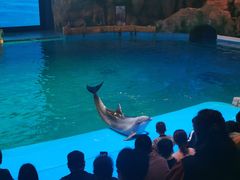 -芜湖新华联大白鲸海洋公园