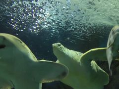 -上海海洋水族馆