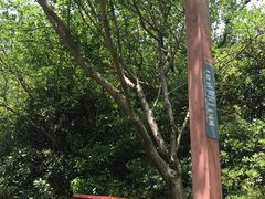 -上海滨江森林公园