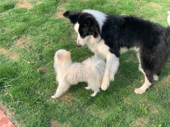 -趣玩宠物乐园寄养训犬训狗游泳池