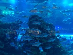 -迪拜水族馆及水下动物园