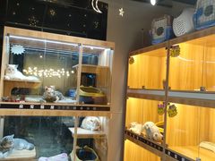 -欣宠猫屋·矮脚拿破仑·蓝金金渐层