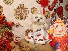 -超宠爱宠物摄影-Super pet