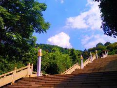 -铁山坪森林公园