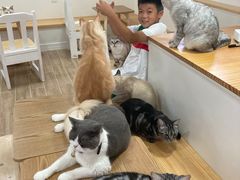 -李小姐の猫咖啡馆(五角场店)