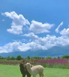 点击看大图 -神奇动物撸宠馆·羊驼·小浣熊·异宠(豫园店)