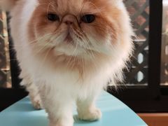 -MOCHA明星猫咖(田子坊店)