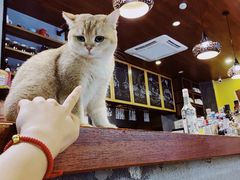 -咖法森林·咖啡  酒吧(天河店)