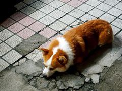 -小梁哥云吞面(黄贝岭店)