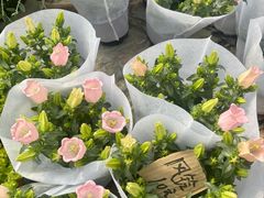 -龙大花卉苗木市场