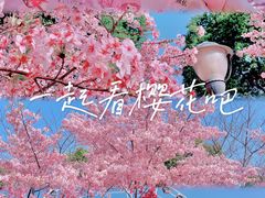 -顾村公园