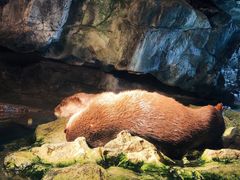 -大阪海游馆