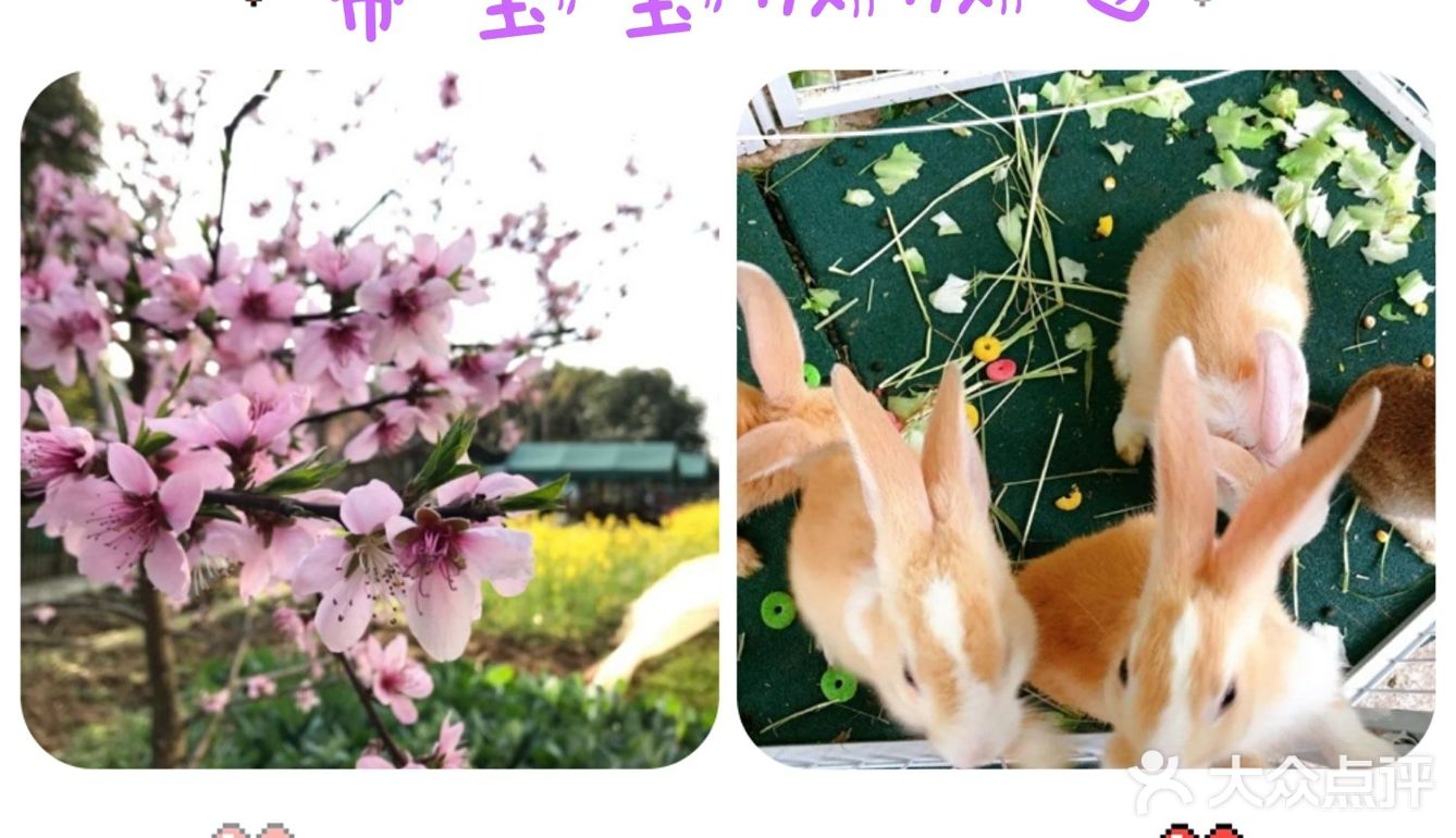 开心小长假，我们一起看小动物[胜利]