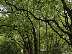 -徐家汇源景区-衡山公园