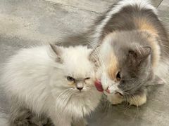 -楼上猫咖(罗湖店)