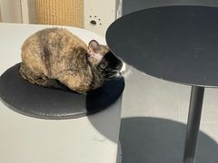-琪喵猫屋·撸猫猫咖·猫舍