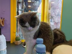 -十年猫舍·猫咪专门店(普陀店)