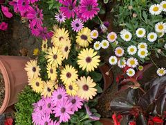 -三圣花乡旅游区