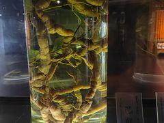 -广东中医药博物馆