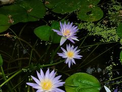 -国家植物园南园