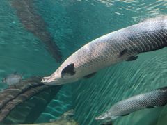 -上海海洋水族馆