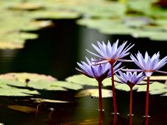 -国家植物园(地铁站)