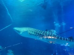 -烟台海昌鲸鲨海洋公园