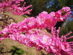 -永定河休闲森林公园