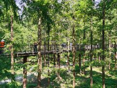 -黄海国家森林公园