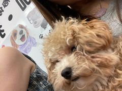 -有喵·猫咖·狗咖·30几只猫10只小狗(岗厦店)