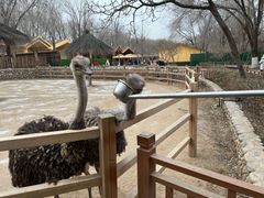 -北京野生动物园