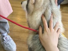 -Husky Go! 哈士奇体验馆·宠物咖啡厅狗咖