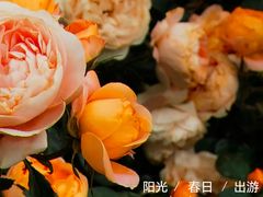 -香蜜公园
