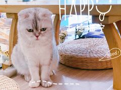 -飞行喵MR PILOT|猫舍·猫咖(静安大融城店)