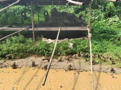 -野象谷景区