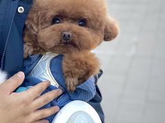 -宠爱国际动物医院· 猫科· 外科·中兽医(长白店)