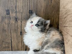-小猫来了·猫舍(红山六九七九店)