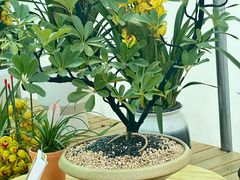 -青石桥花鸟鱼虫市场(叠翠城店)