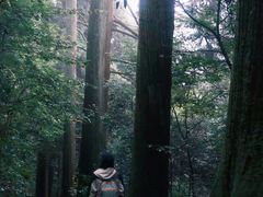 -天目山大树王景区