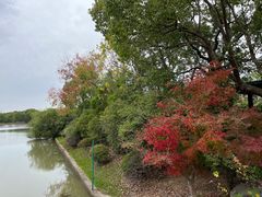 -上海海湾国家森林公园