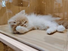 -屋虎猫馆(宝安大仟里店)